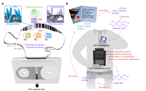 ⓒ데일리포스트=이미지 제공/Science Advances