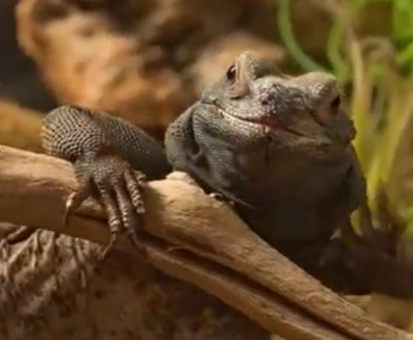 &nbsp;ⓒ데일리포스트=이미지 제공/Museum of Science 유튜브 캡처&nbsp;