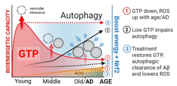 GTP는 세포의 에너지 분자 중 하나로, 자가포식(autophagy) 과정과 밀접하게 연결돼 있다.&nbsp;&nbsp;ⓒ데일리포스트=이미지 제공/Geroscience