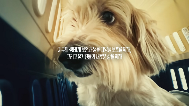 [AP신문 광고평론 No.889]&nbsp;유기견 운송에 대한 내용도 담겼다. 사진 아시아나항공 유튜브 캡처 ⓒAP신문(AP뉴스)