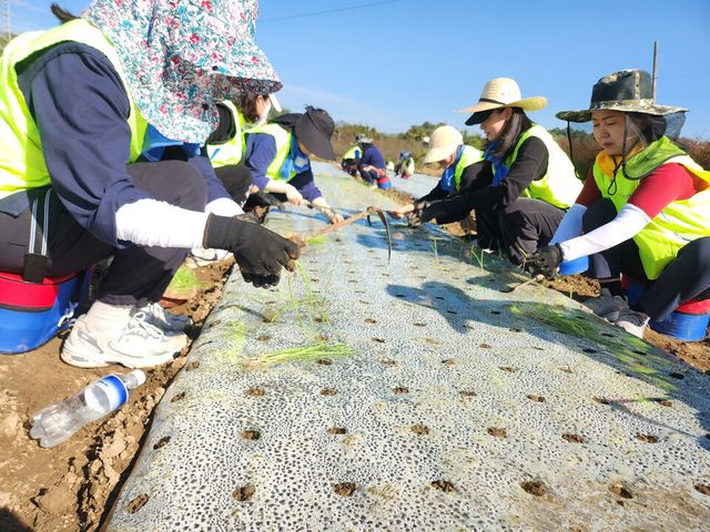 ©AP신문(AP뉴스)/ 이미지 제공 = NH농협은행 ▲농협은행 금융소비자보호부문 임직원들이 31일 청주시 가덕면 양파농가에서 구슬땀을 흘리며 부족한 일손을 돕고 있다.
