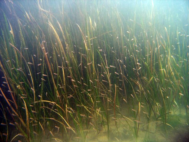 ©AP신문(AP뉴스)/ 이미지 제공 = KB국민은행 ▲KB국민은행은 ‘KB 바다숲 프로젝트’의 일환으로 경상남도 사천시 연안에 바다숲 조성을 완료했다.