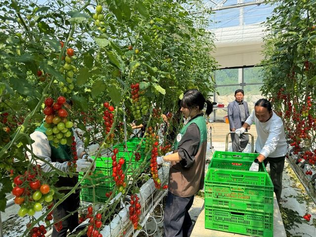 ©AP신문(AP뉴스)/ 이미지 제공 = GS리테일 ▲여주시에 있는 푸르메소셜팜에서 GS더프레시 임직원들이 방울토마토 수확 봉사활동을 하고 있다.