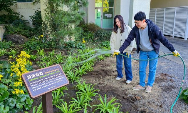 ©AP신문(AP뉴스)/이미지 제공 = 금호석유화학 ▲금호석유화학그룹 직원들이 금호제주리조트에 식재한 파초일엽에 관수하고 있다.