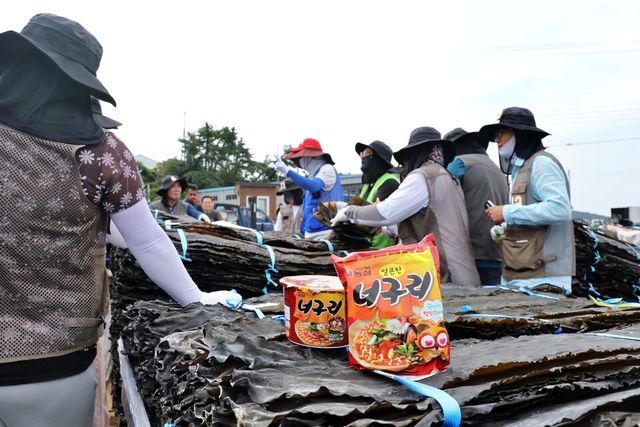 ©AP신문(AP뉴스)/ 이미지 제공 = 농심 ▲&nbsp;농심이 최근 전남 완도군에서 진행된 다시마 경매에 참여해 햇다시마 490톤을 구매했다.