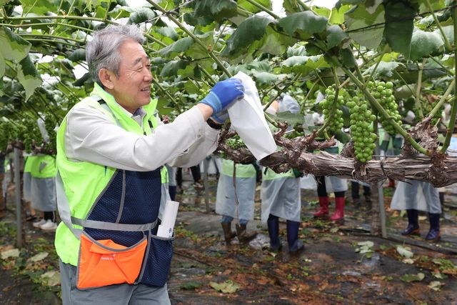 ©AP신문(AP뉴스)/이미지 제공 = 농협중앙회 ▲강호동 농협중앙회장이 봉사활동 중 포도 송이에 봉지를 씌우고 있다.