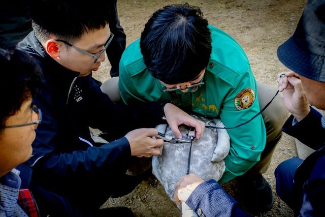 ©AP신문(AP뉴스)/이미지 제공 = 삼성물산 리조트부문 ▲2023년 을숙도 대체서식지로 이동 후 큰고니 생태 연구를 위해 GPS를 부착하는 모습