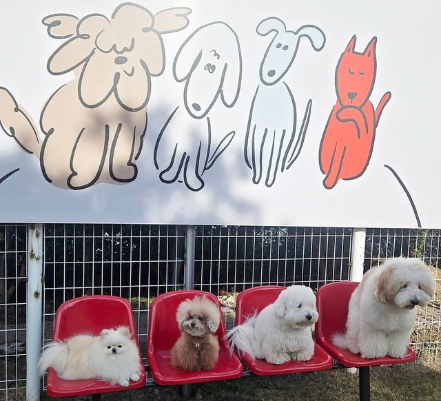 ⓒAP신문(AP뉴스) 제주도 이이공공 카페 야외 놀이터에 앉아서 쉬고 있는 반려견들