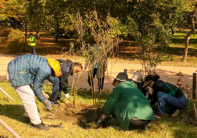 ©AP신문(AP뉴스)/이미지 제공 = KB국민은행 ▲지난해 10월 창경궁에서 열린 '창경궁 KB Green Wave 궁궐숲 시민참여 궁궐숲 가꾸기' 현장
