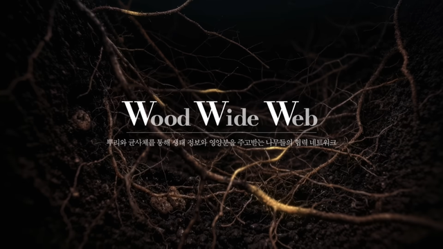 [AP신문 광고평론 No.1582]&nbsp; ​​​​​​​'www'를 'Wood Wide Web'으로 풀어냈다. 사진 한화TV 유튜브 캡처ⓒAP신문(AP뉴스)