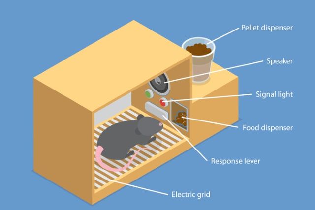 조작적 조건형성 (Operant Conditioning) 에 활용된 스키너의 상자