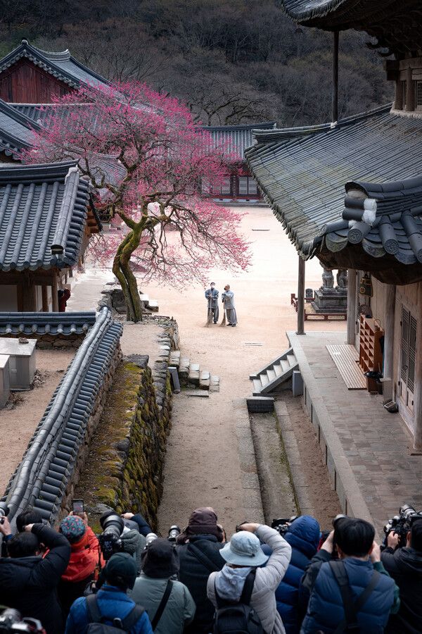 2023년 홍매화 사진찍기대회(사진 = 대화엄사)