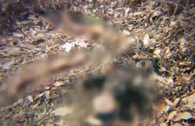 동네 야산에서 실종 47일 만에 발견되 노 씨의 시신. (SBS '그것이 알고 싶다')