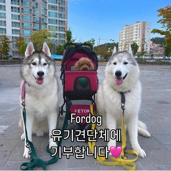 (사진 = 인플루언서 씨엘아더아롱)