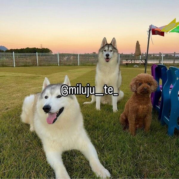 (사진 = 인플루언서 씨엘아더아롱)