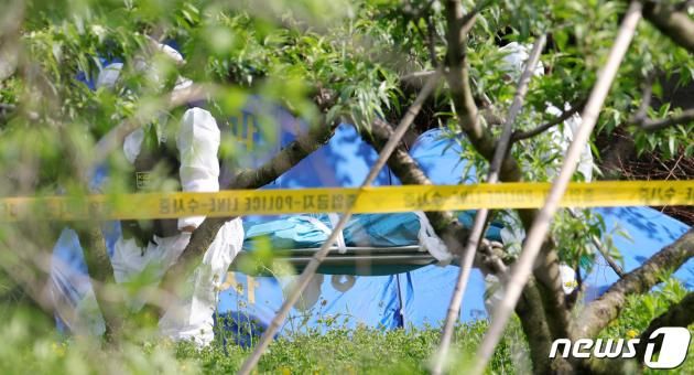 12일 전북 완주군 상관면 한 과수원에서 부산에서 실종된 것으로 추정되는 20대 여성의 시신이 발견돼 출동한 과학수사 관계자들이 시신을 옮기고 있다. 2020.5.12/뉴스1 ⓒ News1 유경석 기자
