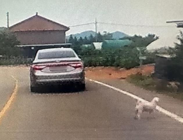 (온라인 커뮤니티 '보배드림' 갈무리)