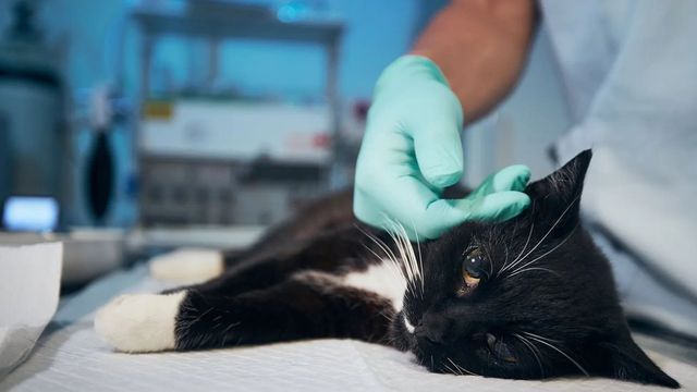 누워있는 고양이