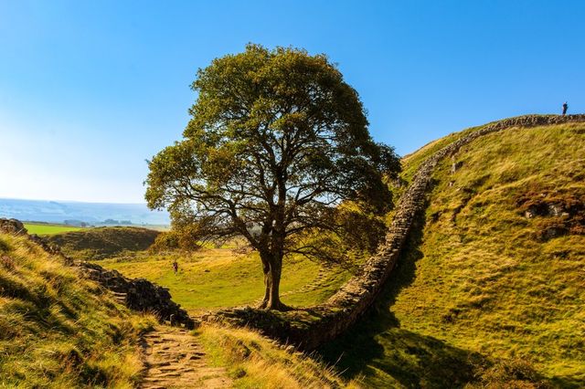 The tree before it was chopped down on a bright autumn day