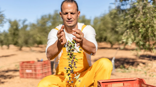 올리브를 수확 중인 농부