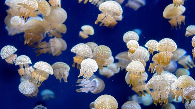 과학자들은 산소 농도가 떨어지면서 해파리 수가 늘 것으로 보고 있다