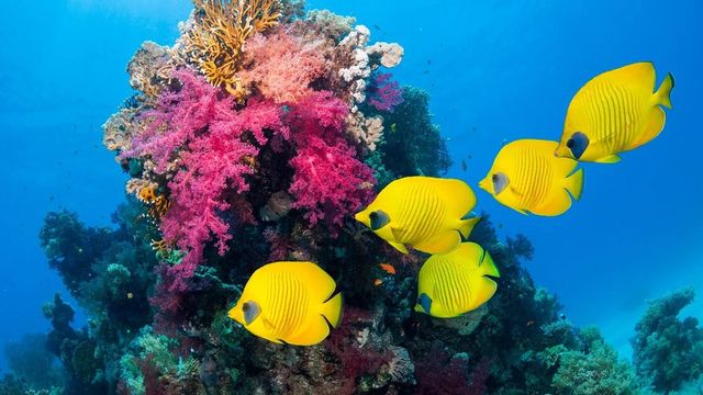 바닷속 산호와 물고기