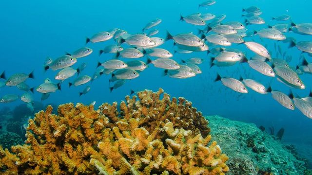 보통 따뜻한 물에서 살아가는 어종은 더 활발한 신진대사를 하며 더 많은 산소를 필요로 한다