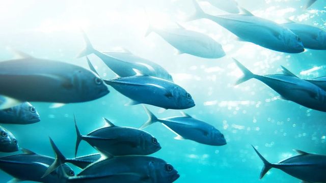 참치와 같은 대형 어류가 산소 농도 저하에 더 큰 악영향을 받을 수 있다