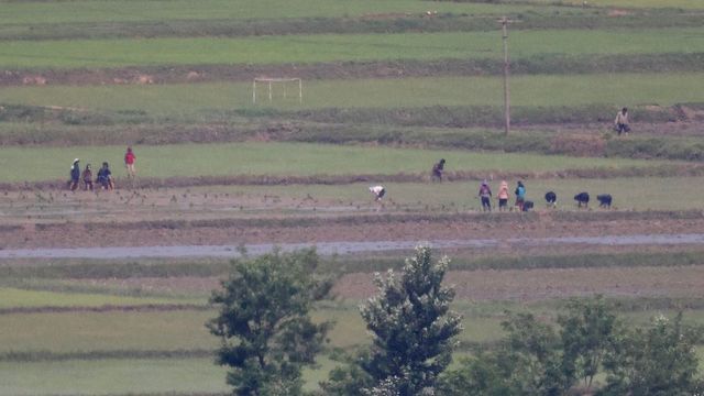 지난 5월 31일 경기 파주시 오두산 통일전망대에서 바라 본 북한 황해북도 개풍군 들녘에서 일하고 있는 북한 주민들의 모습