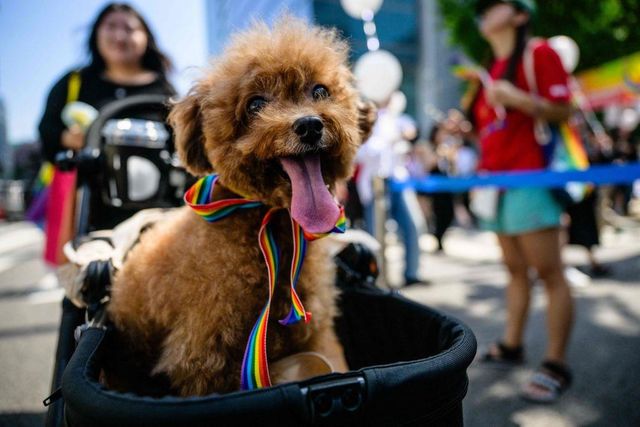퀴어축제에 참가한 반려견