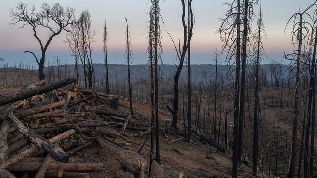 산불 후 숯이 된 표면은 자연 경관이 가진 태양광 반사도를 감소시켜 지표면 온난화를 증가시킬 수 있다