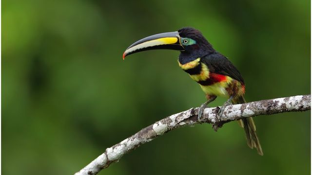 100만 헥타르가 넘는 면적을 보유한 야수니 국립공원에는 최소 2000종의 크고 작은 나무, 포유류 204종, 조류 610종, 파충류 121종, 양서류 150종, 어류 250종이 서식한다.