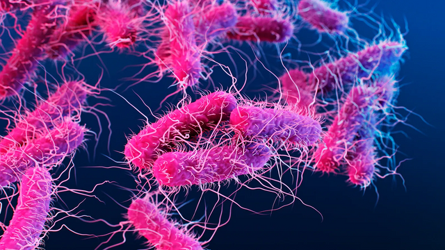 항생제가 체내에서 작용하는 모습