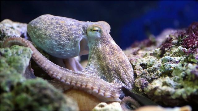 동물들도 꿈을 꾸는지를 알아보는 연구가 진행됐다