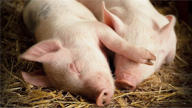 "꿈을 꿨다"고 증언할 수 있기 때문에 인류가 꿈을 꾼다는 사실이 확인됐지만, 다른 동물은 그렇게 스스로 증언할 수 없어 꿈을 꾸는지 확인하기 어렵다