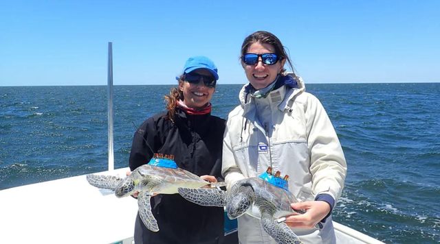 연구원 마리아나 푸엔테스와 시모나 세리아니가 등에 위성 태그를 붙인 푸른바다거북을 들고 있다 