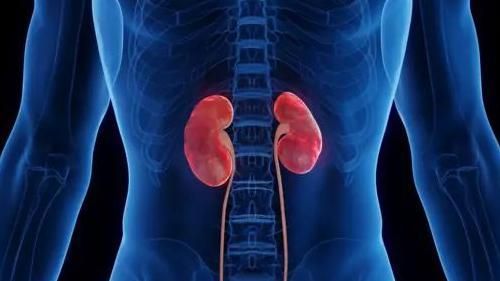 인체 스캔에서 신장을 강조한 그래픽