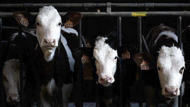 축사 안에 있는 소들