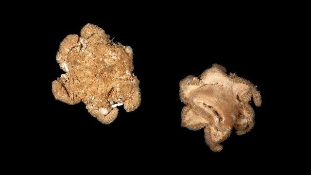 확인되지 않은 유기체 