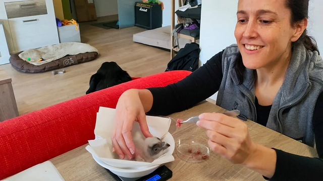 한 연구원이 수염수리 새끼에게 먹이를 주고 있다