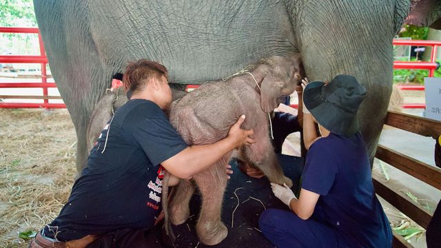 아기 코끼리가 어미 젖을 먹고 있는 모습 