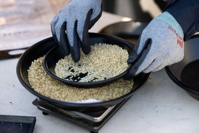 쌀을 검사하는 모습