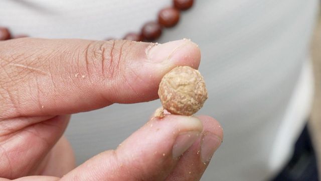 보리수나무 열매