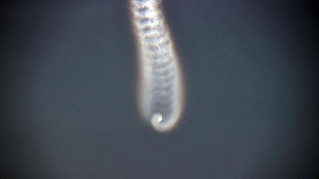 북한 관영 매체들은 이 사진이 탄두미사일이 분리되는 장면이이라고 전했다