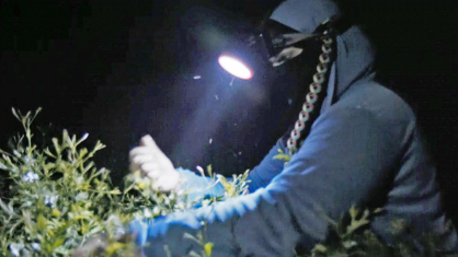 헤드랜턴을 쓰고 재스민을 따고 있는 헤바 