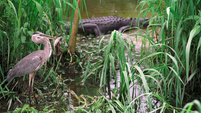 플로리다주 에버글레이즈의 늪지대에 있는 왜가리와 악어
