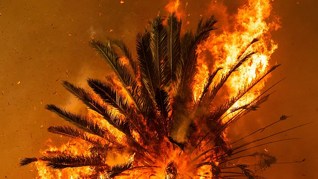 불에 탄 야자수
