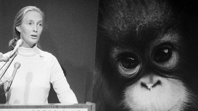 아기 침팬지의 얼굴이 크게 그려진 사진 앞에서 강연 중인 구달 박사의 모습