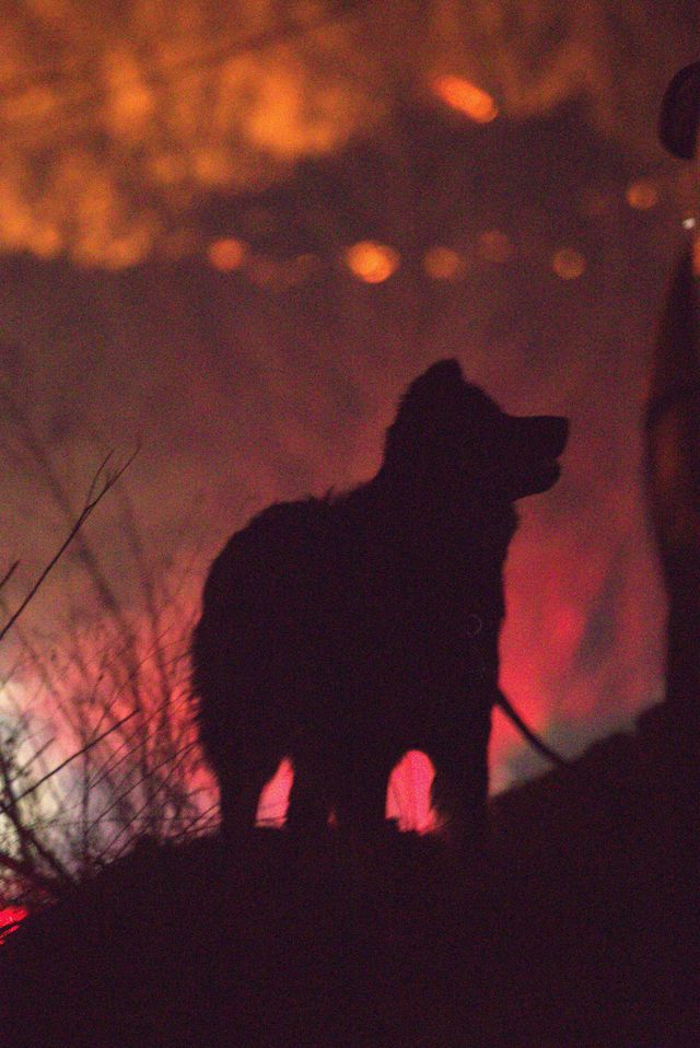 22일 오후 10시쯤 의성 대형산불로 집을 잃은 강아지가 타오르는 산을 바라보고 있다