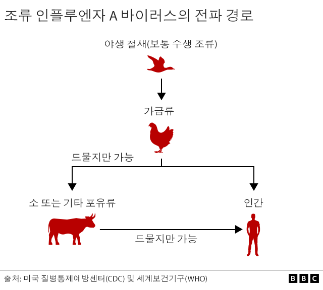 조류 인플루엔자 전파 경로